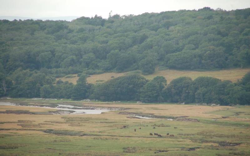 Cattle grazing on more unusual terrain at Morecambe Bay