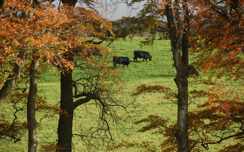 Cattle grazing in the autumn sunshine