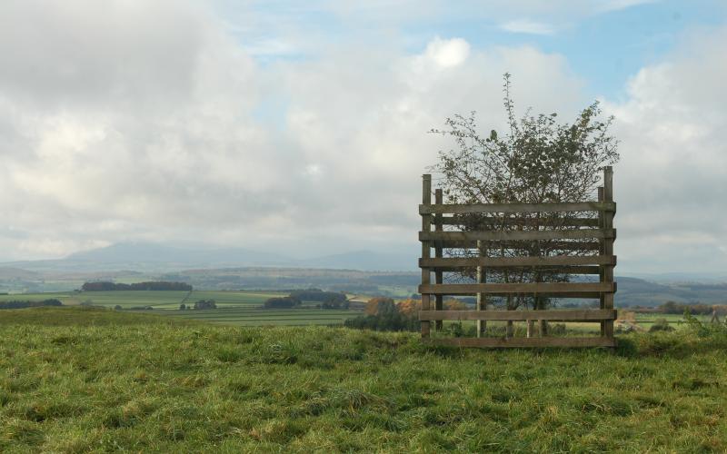 Many of the grazing paddocks contain recently planted trees - protected by substantial wooden planking