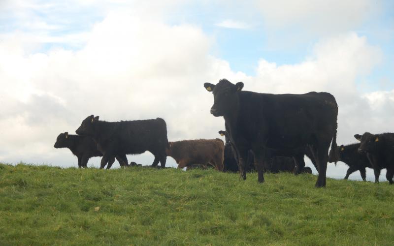 Aberdeen Angus on permanent pasture