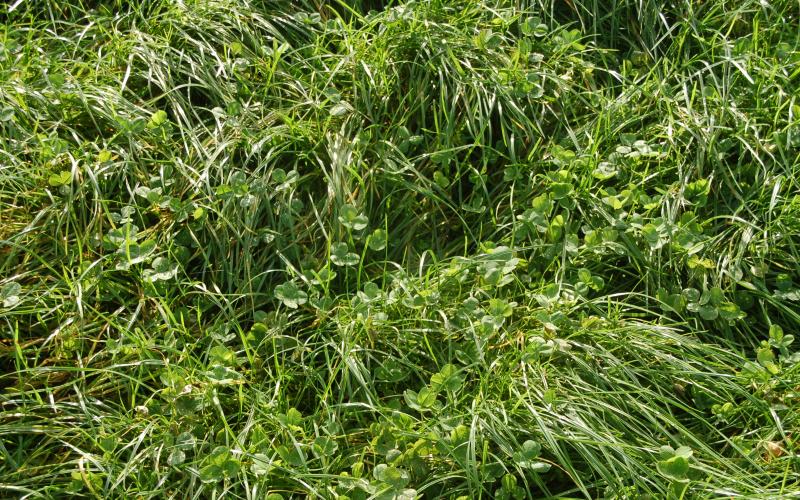 Lots of clover in the permanent pasture