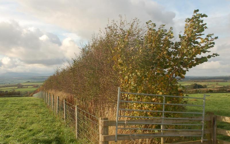 Semi mature hedgerow dividing grazing paddocks