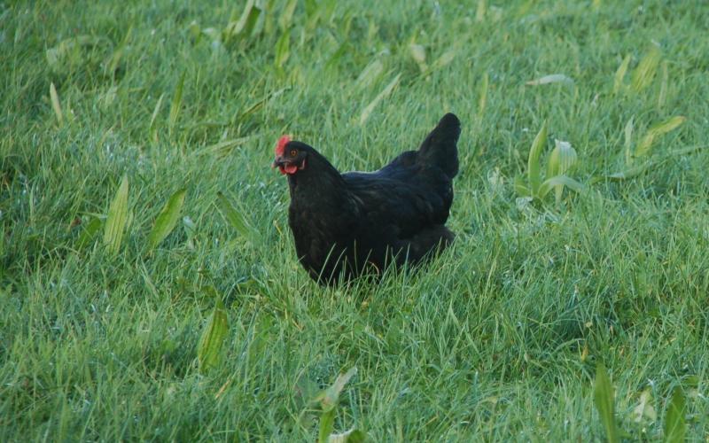 The hens roam and forage on the pasture