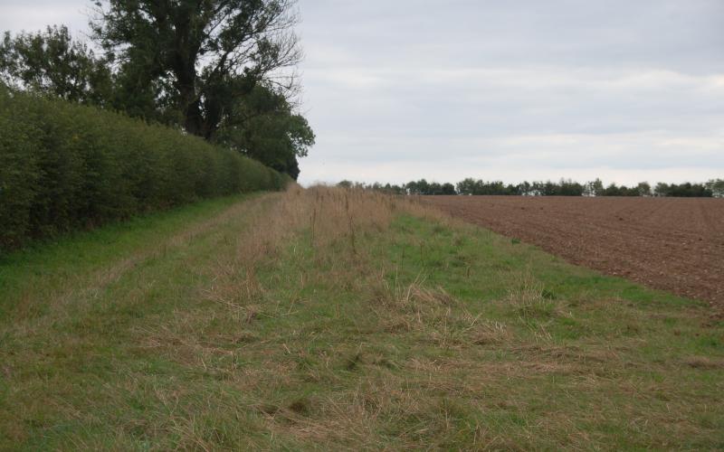 Field margin next to what was the living mulch field