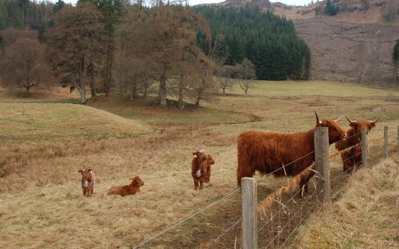 Highland cattle at Bonskeid