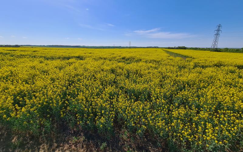 2022 OSR crop before harvest (courtesy of Sophie Mott, RSPB)