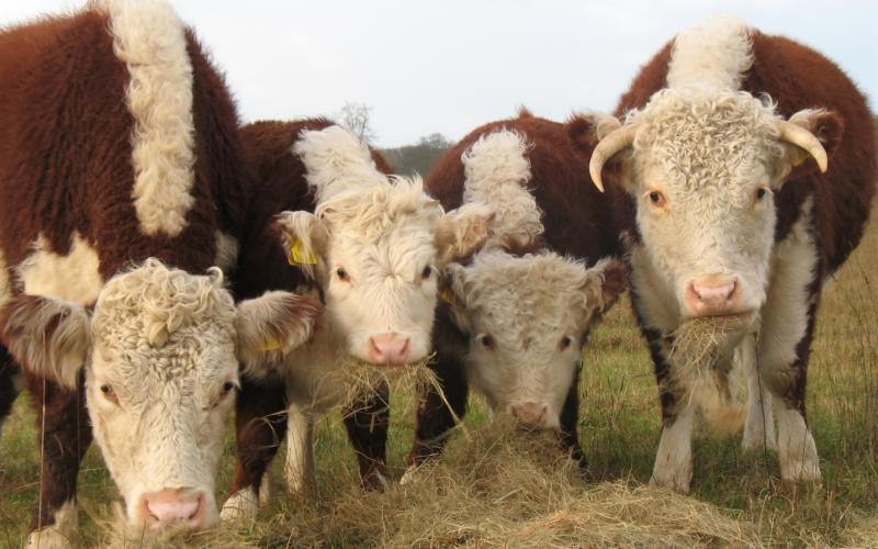 Pedigree traditional Herefords 