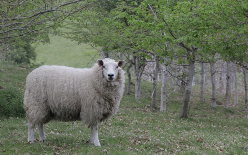 Sheep amongst trees. Courtesy of Patrick Barbour