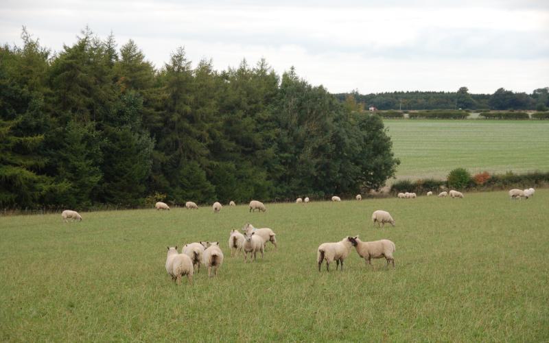 Sheep in a clover ley field