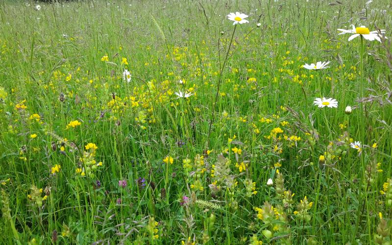 Species rich meadow restoration