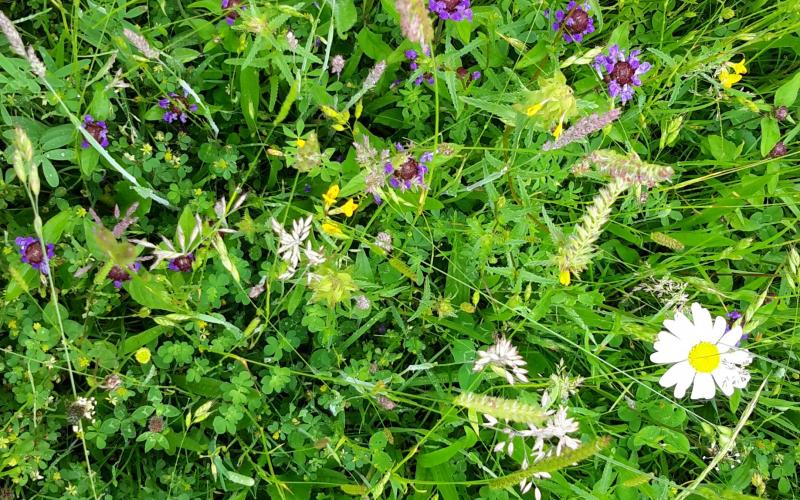 Species rich meadow restoration