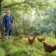 Farmer David Brass and his free range hens in their woodland range. Photo credit: Phil Formby, Woodland Trust Media Library. All Rights Reserved