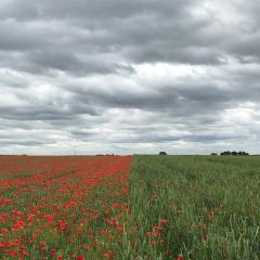 Different weed suppressive ability by a modern (left) and a historic (right) wheat variety grown in the same field. Credit: Mark Lea