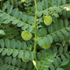 Dense leaves image