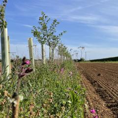 Agroforestry with perennial wildflower understorey