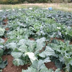 Broccoli - part of SOLIBAM trials at Wakelyns 