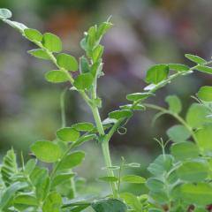 Vetch green manure