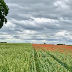 Green Acres, courtesy of Mark Lea. All Rights Reserved