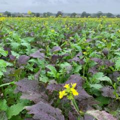 Indian mustard