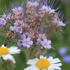 Phacelia and honey bee