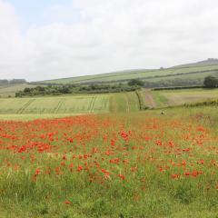 Wildflower headland, Peppering Farm