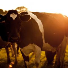 Dairy cattle