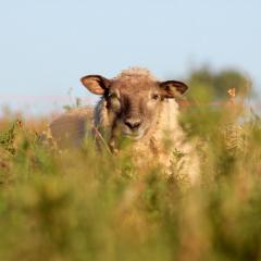 Sheep grazing on sainfoin at Honeydale Farm