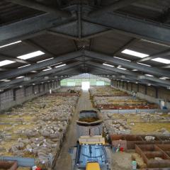 Lamb shed - Daylesford