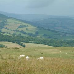 Hill farming, Wales