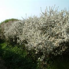 Blackthorn hedge