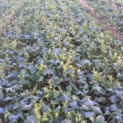 Companion crop of vetch and berseem clover in winter oilseed rape