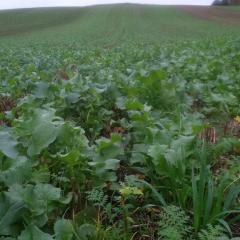 Phacelia, oats, oil radish and buckwheat