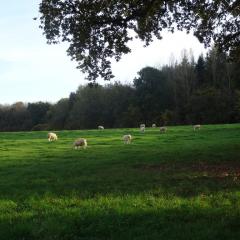 Daylesford Sheep