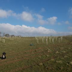 Large 10m rides cut through the different densities of the planting at the Allerton Trust