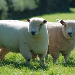 Ryeland Sheep,, Daylesford organic. Martin Morrell