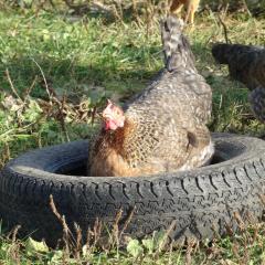 Chickens at Daylesford Nov 16