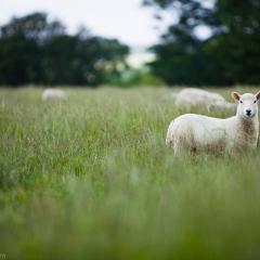 Daylesford Organic- Martin Morrel