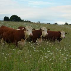 Herefords in wildflower meadow