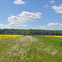 Wild flower strip between rape fields (1)