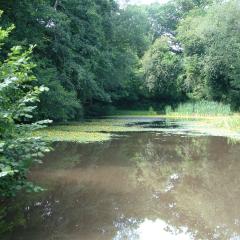 Riparian buffer, Camarthenshire