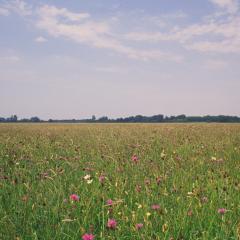 Species-rich grassland