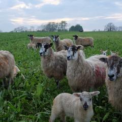 Ewes and Lambs Grazing Deep Rooting Four Year Herbal ley