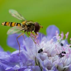 Marmalade Fly - Hoverfly