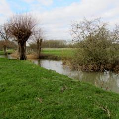 Fenced & grazed riparian strips