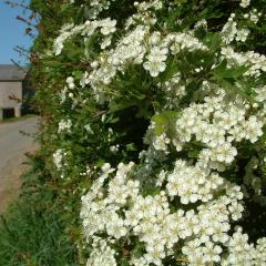 Roadside hawthorn hedge in May