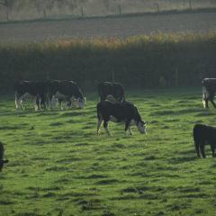 Daylesford Cattle