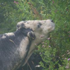 Sampling the hedgerow delights