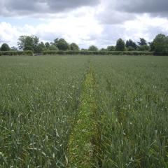 Minimum tillage established spring wheat on the left and plough power harrow established spring wheat on the right 2012