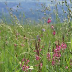 Sainfoin