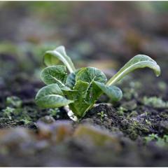 Organic baby lettuce at Pillars of Hercules Farm Shop, Fife